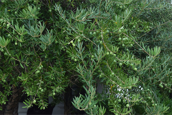 green olive tree branches with olives